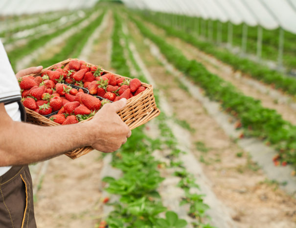 Close up of older man in characteristic uniform holding nice wickerwork basket with juicy sweet strawberry in greenhouse. Concept of process gather berries in contemporary hothouse.