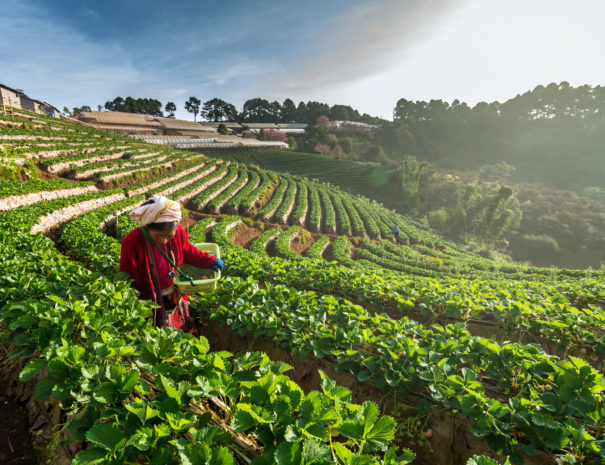 farmer pick in Strawberry fruit when sunrise on in strawberry field,ang khang, Chiang mai, Thailand.