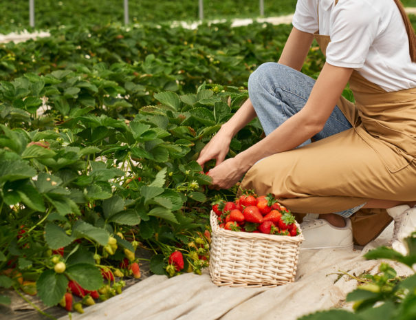 Close up of female farmer in protective apron harvesting ripe strawberries at greenhouse and putting into wicker basket. Concept of people and gardening.