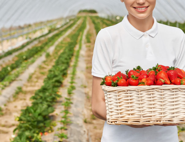 Close up of smiling female gardener in white polo shirt standing at greenhouse and holding wicker basket with ripe strawberries. Concept of farming and fruits.
