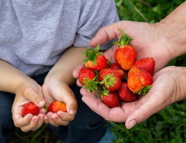 Fresh strawberries in the hands of a child. Nature. Selective focus.