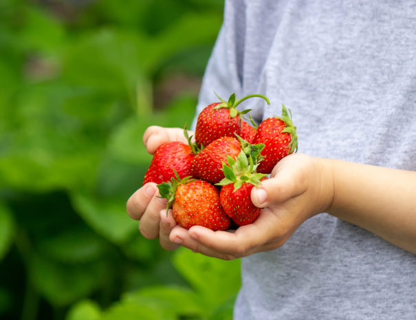 Fresh strawberries in the hands of a child. Nature. Selective focus.