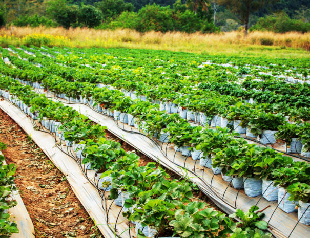 Garden strawberry and trees in nature.