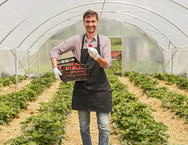 Positive adult male with plastic box smiling and showing ripe strawberry to camera during harvest in greenhouse on farm