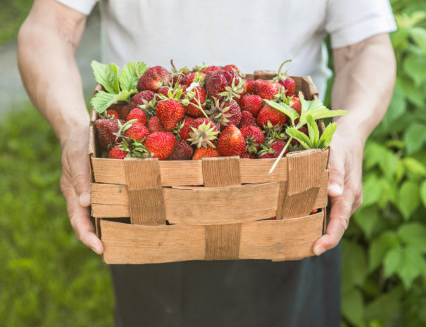 Harvesting strawberries. Close-up of full basket of ripe strawberries in hands of senior farmer.