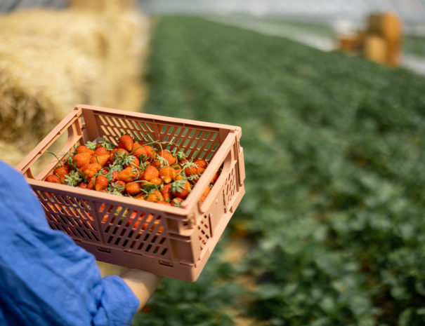 Woman holds a basket full of freshly picked up strawberry on farmland, view from above
