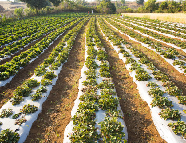 Organic strawberry plantation field, India.