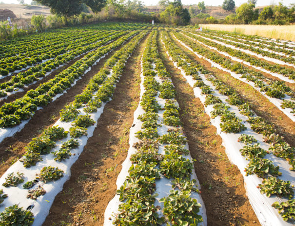 Organic strawberry plantation field, India.