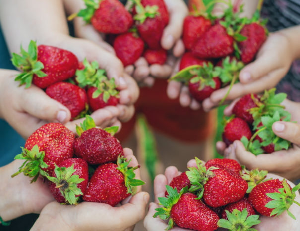 Summer strawberries in the hands of children. Selective focus. Food.