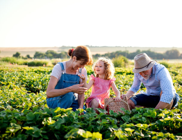Senior grandparents and granddaughter picking strawberries on the farm. Man, woman and a small girl working.
