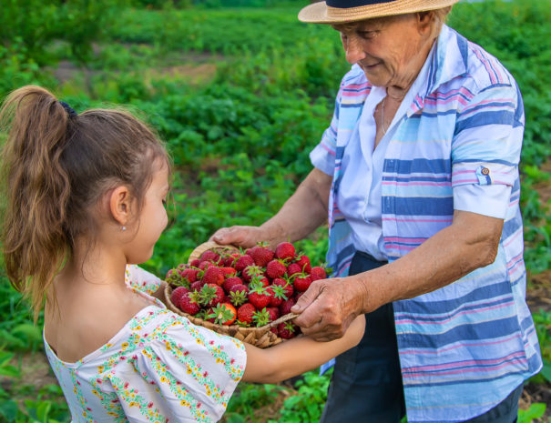 The child and grandmother pick strawberries in the garden. Selective focus. Kid.