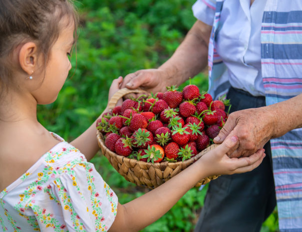 The child and grandmother pick strawberries in the garden. Selective focus. Kid.